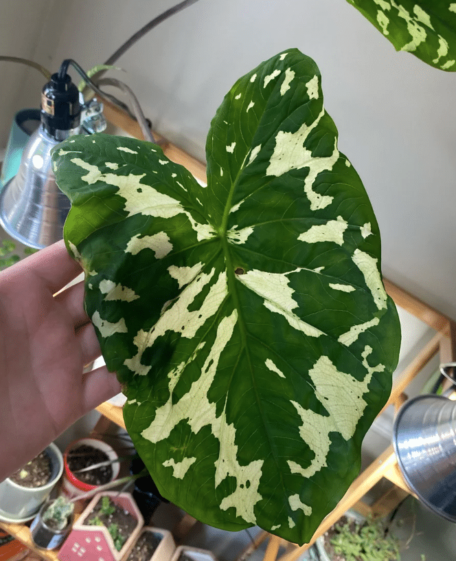 alocasia hilo beauty brown spots starting in the middle